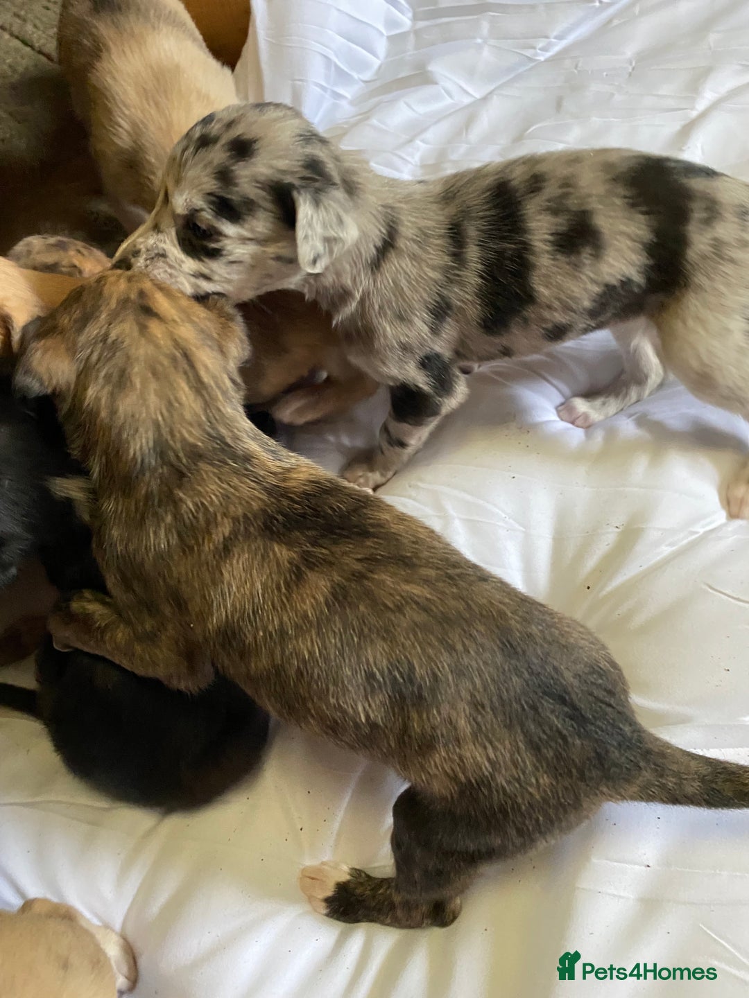 Mixed Breed dogs for sale: Deerhound greyhound collie puppies  - Image 10