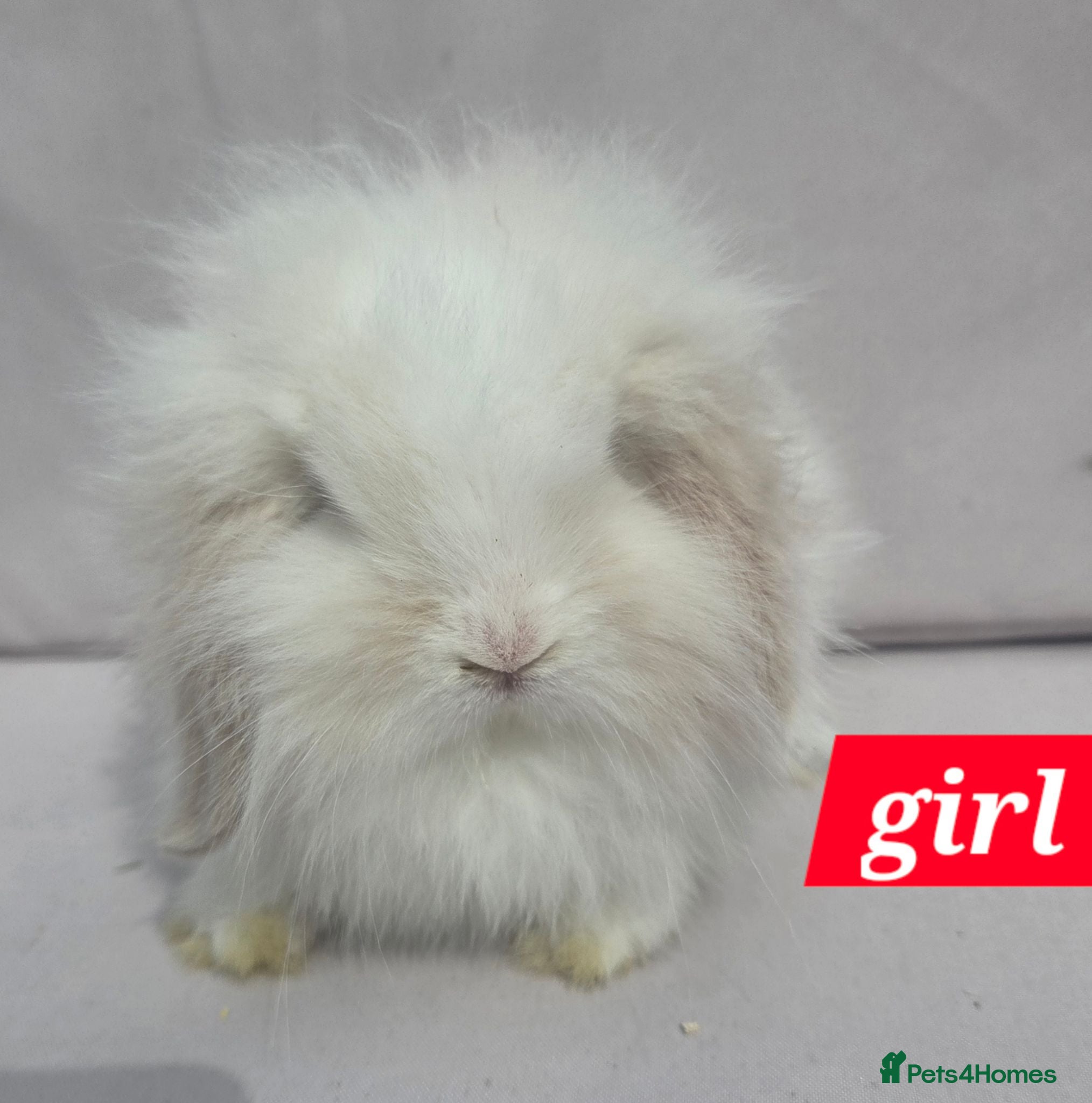 Angora rabbits  Super fluffy baby teddywidders  - Advert 2