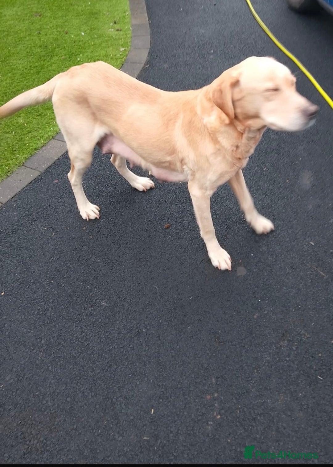 Labrador Retriever dogs for sale: Labrador puppies deposit secures - Advert 17