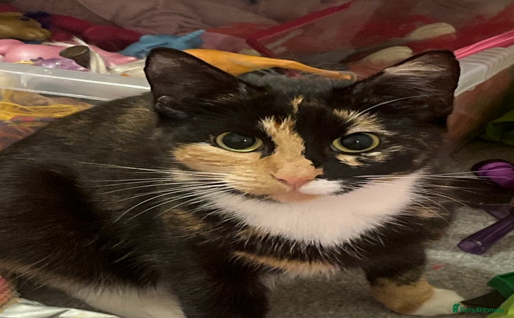 Mixed Breed cats child allergies need to rehome - Advert 8