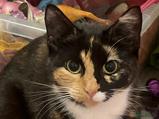 Mixed Breed cats child allergies need to rehome - Advert 17