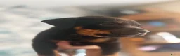 Mixed Breed dogs for sale: 9 Rottweiler catahoula bully puppies  - Advert 15