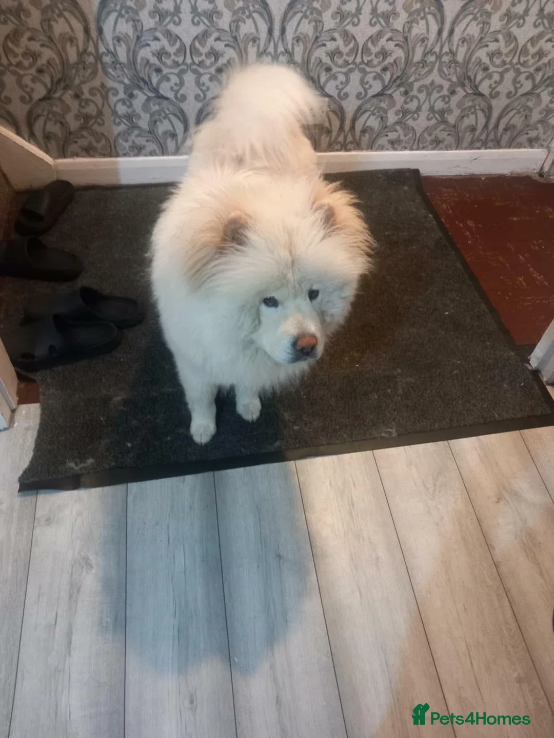 Chow Chow dogs for sale: Kimbo - Advert 3