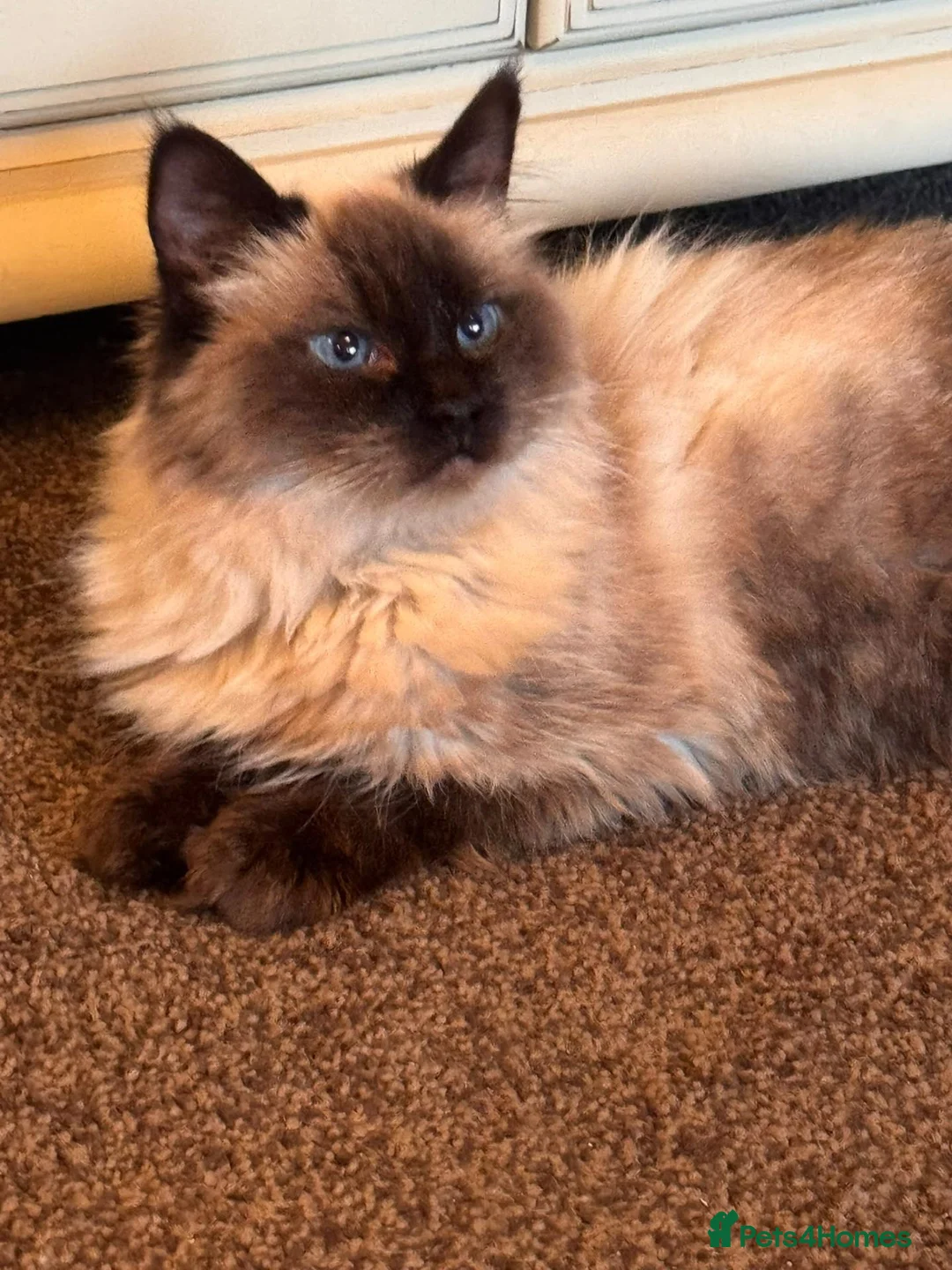 Ragdoll cats for sale: Ragdoll queen  - Advert 5