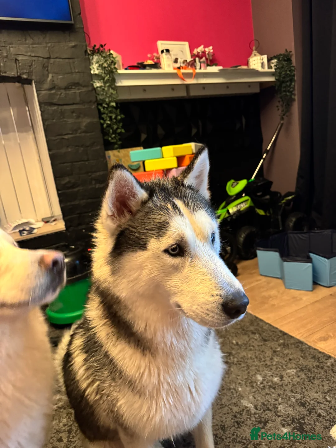 Siberian Husky dogs for sale: Two beautiful huskys ( brothers ) - Advert 12