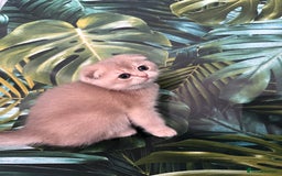 Scottish Fold cats for sale: Pedigree Scottish Fold kittens - Image 16