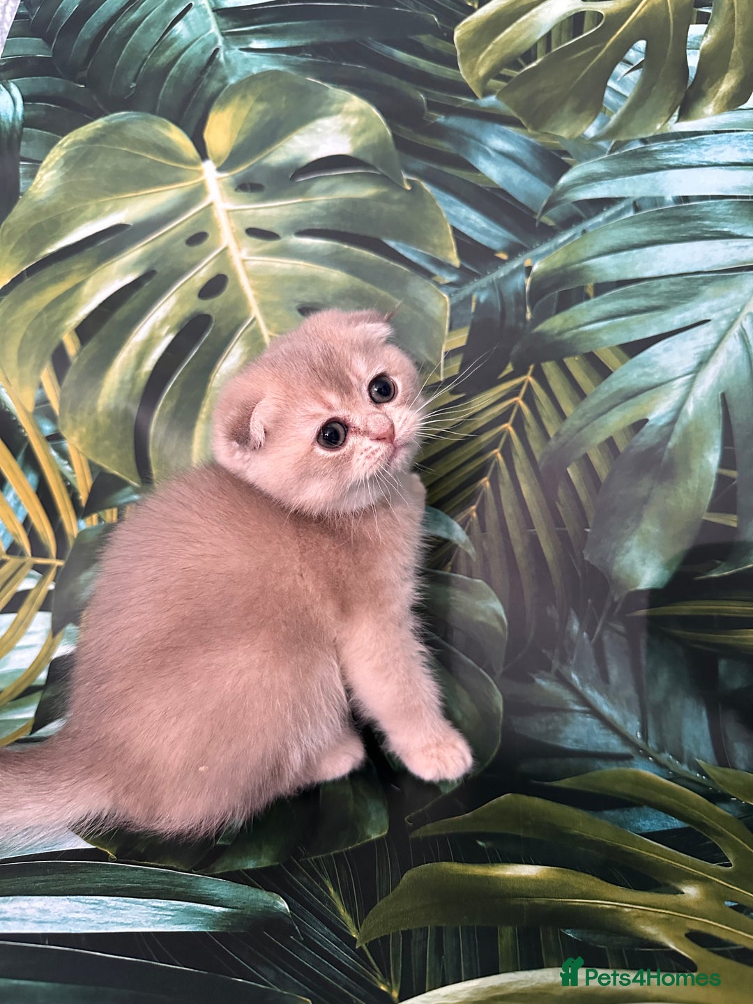 Scottish Fold cats for sale: Pedigree Scottish Fold kittens - Image 16