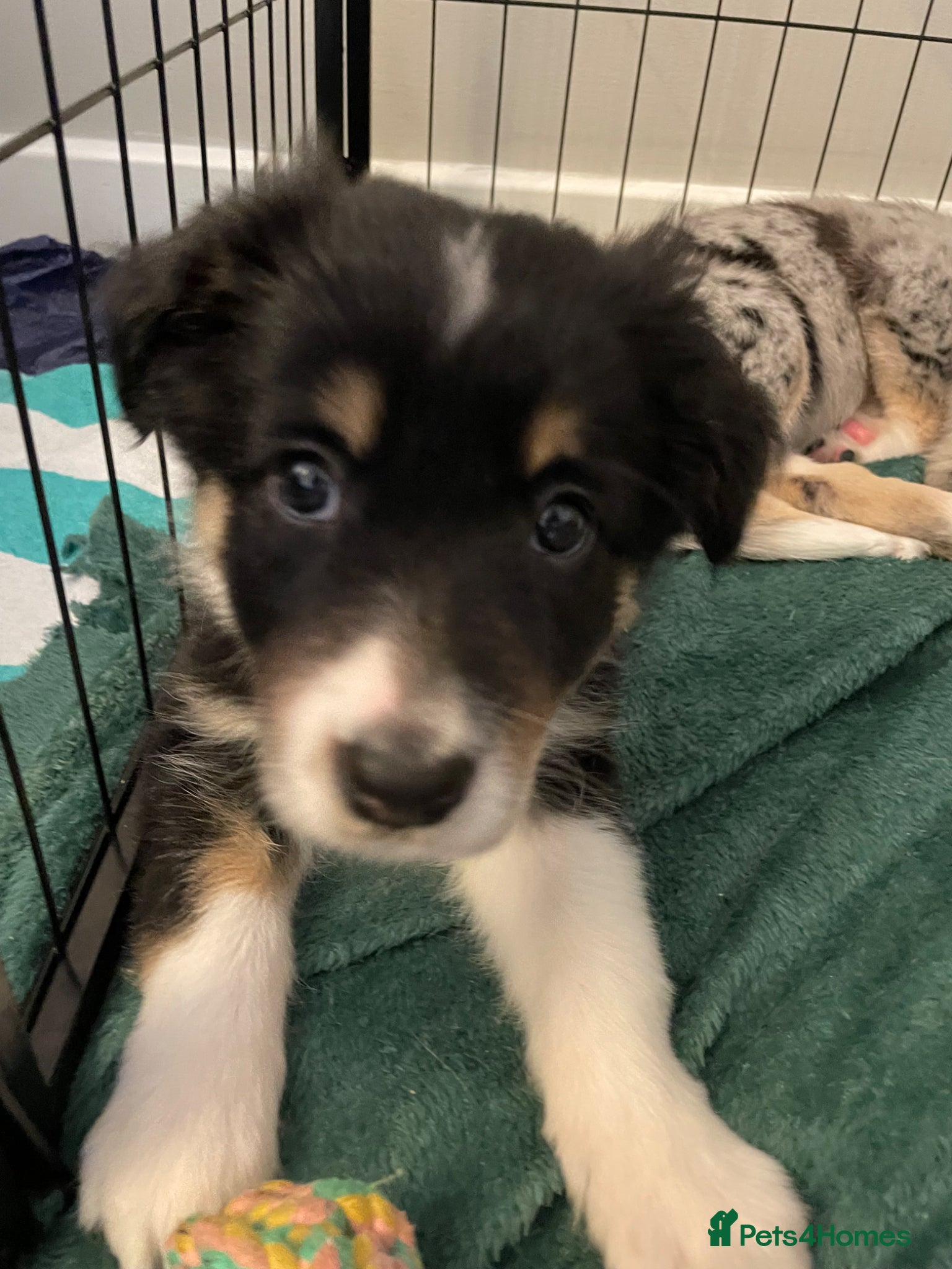 Australian Shepherd dogs Australian Shepherd Dogs  - Advert 1