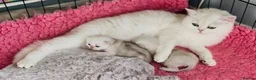 British Longhair cats for sale: SILVER CHINCHILLA GIRLS -HEALTH TESTED PARENTS - Advert 6