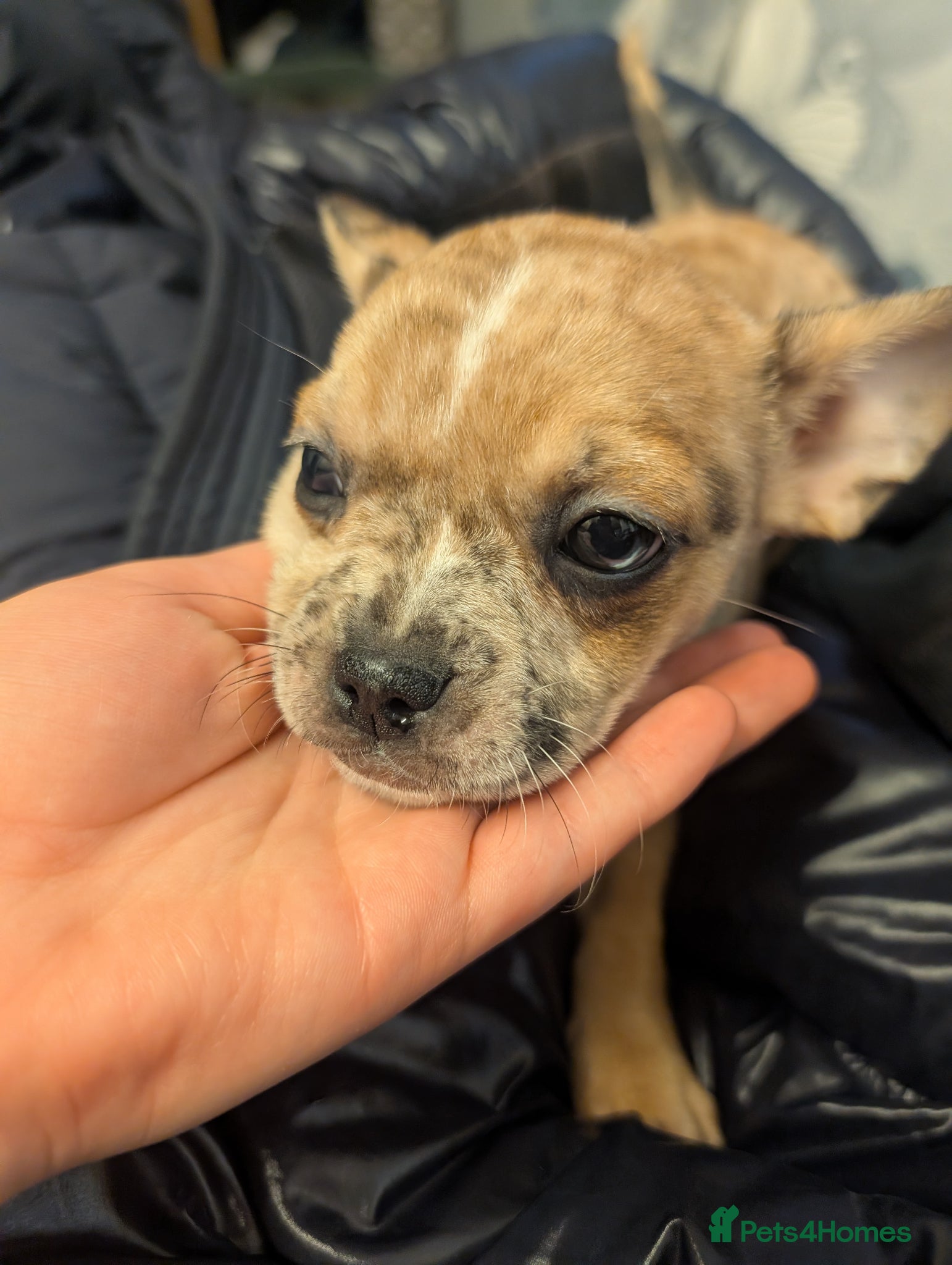 Mixed Breed dogs for sale: Mixed breed female pup  - Advert 4