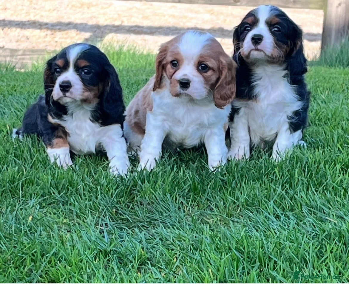 Cavalier King Charles Spaniel dogs Beautiful King Charles Cavalier puppies - Advert 1