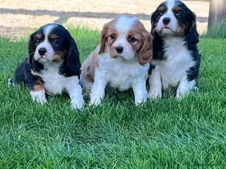 Cavalier King Charles Spaniel dogs Beautiful King Charles Cavalier puppies - Advert 1