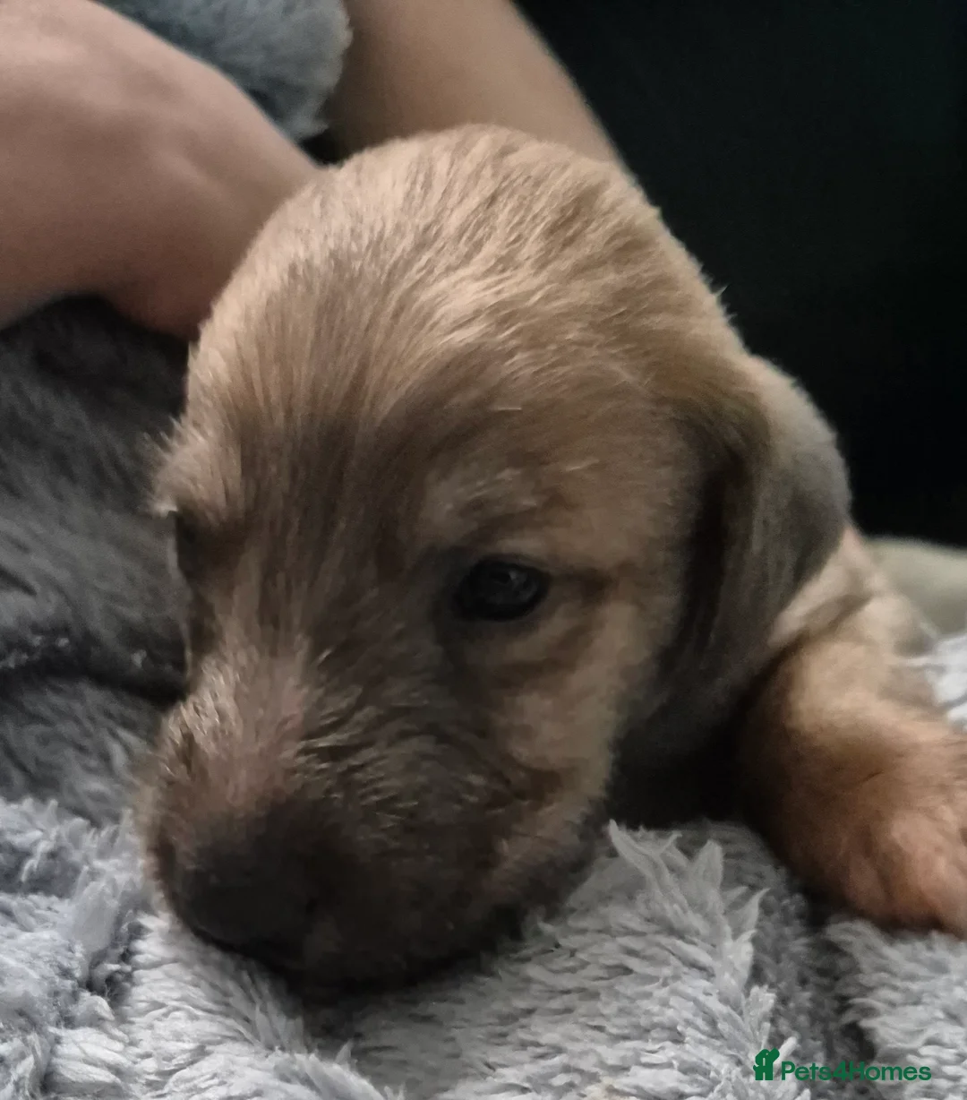 Bedlington Terrier dogs for sale: Stunning Beddlington x Whippet boys - Advert 3