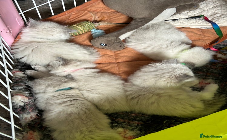 Persian cats - Advert 1