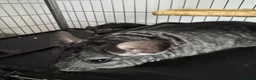 Chinchilla rodents for sale: Two 1-YO Brother Chinchillas  in Northampton - Advert 6