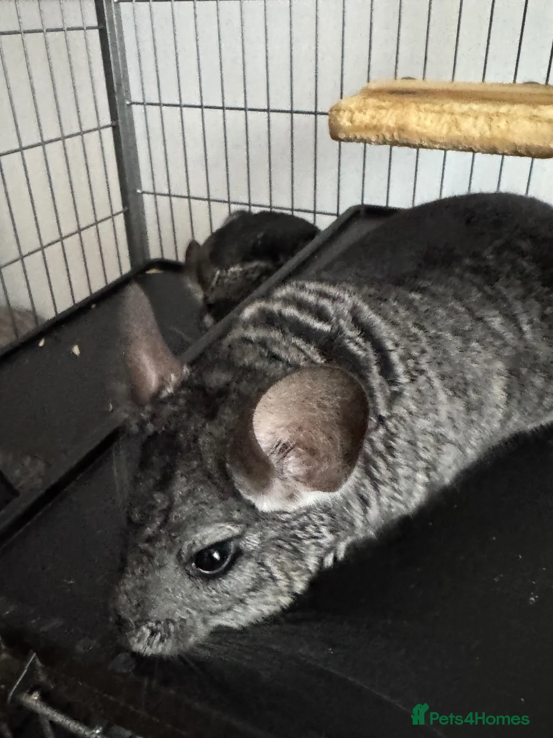 Chinchilla rodents for sale: Two 1-YO Brother Chinchillas  in Northampton - Advert 6