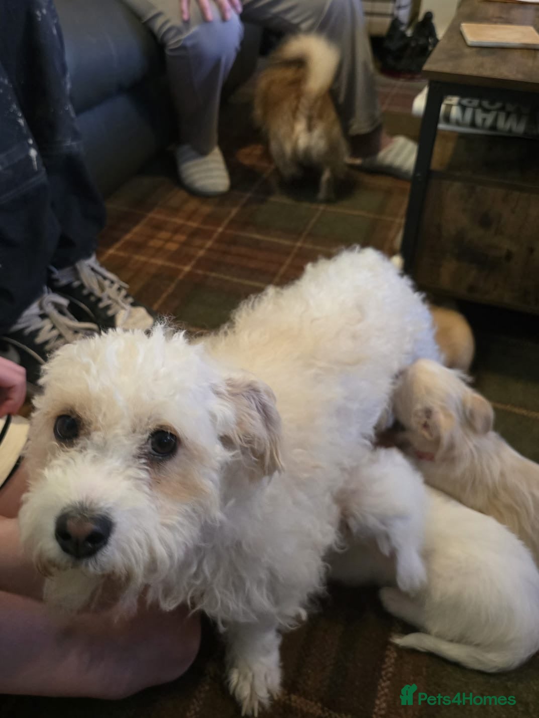 Mixed Breed dogs Chi chon - Advert 4