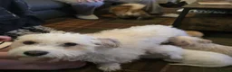 Mixed Breed dogs for sale: Chi chon - Advert 1