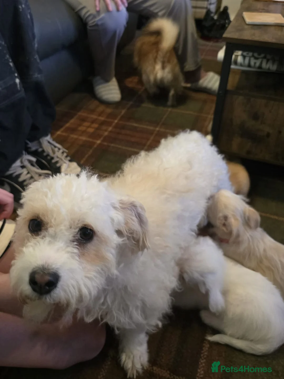 Mixed Breed dogs for sale: Chi chon - Advert 1