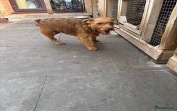 Lakeland Terrier dogs for sale: Red Lakeland Terrier Bitch - Image 3