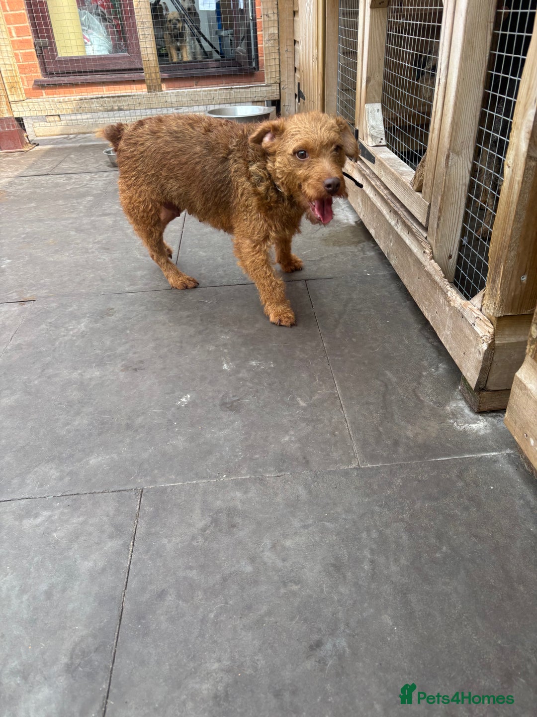 Lakeland Terrier dogs for sale: Red Lakeland Terrier Bitch - Image 3