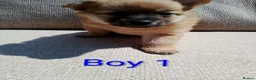 Pomeranian dogs for sale: 1 girl and 2boys - Advert 7