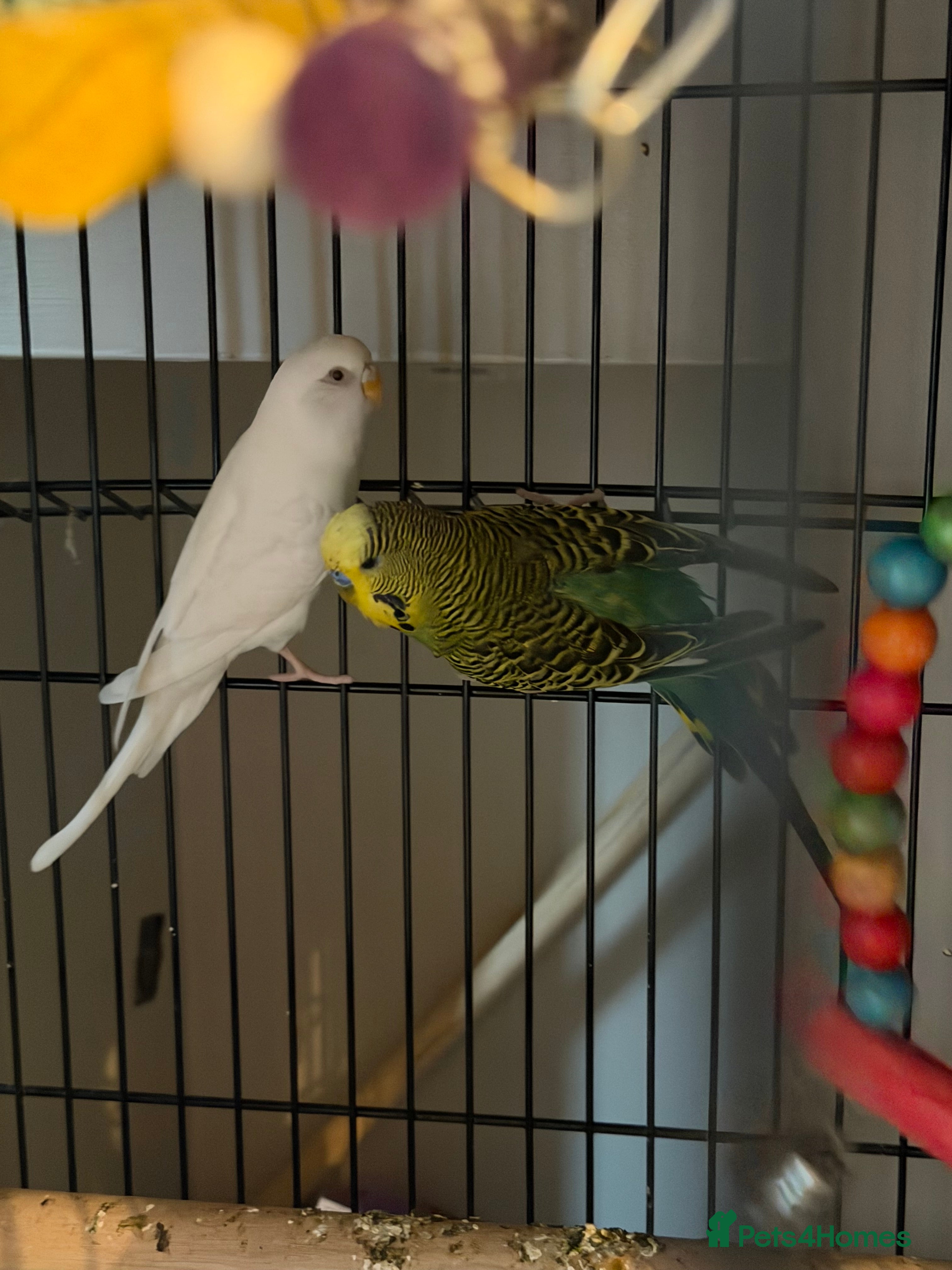 Budgerigars birds Male and female budgies - Advert 1