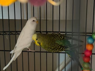 Budgerigars birds Male and female budgies - Advert 1