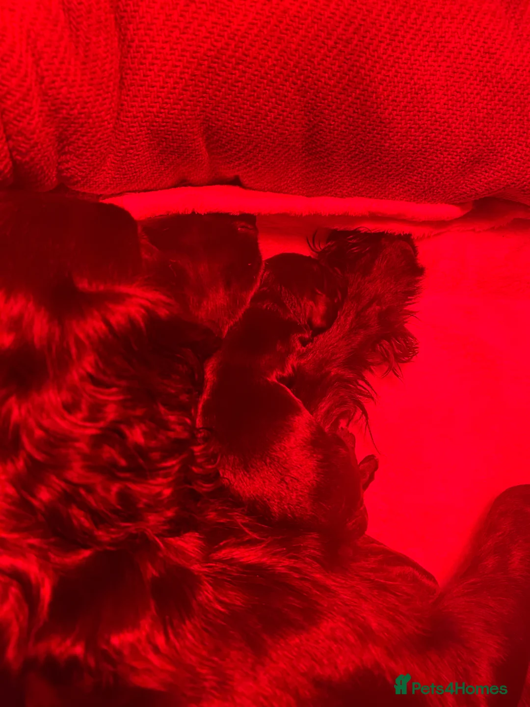 Cocker Spaniel dogs for sale: Beautiful Cocker Spaniel Puppies for Sale in Lincoln - Advert 15