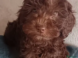 Australian Labradoodle dogs FULLY HEALTH TESTED CHOCOLATE BOX ** BABIES🌈 - Advert 3