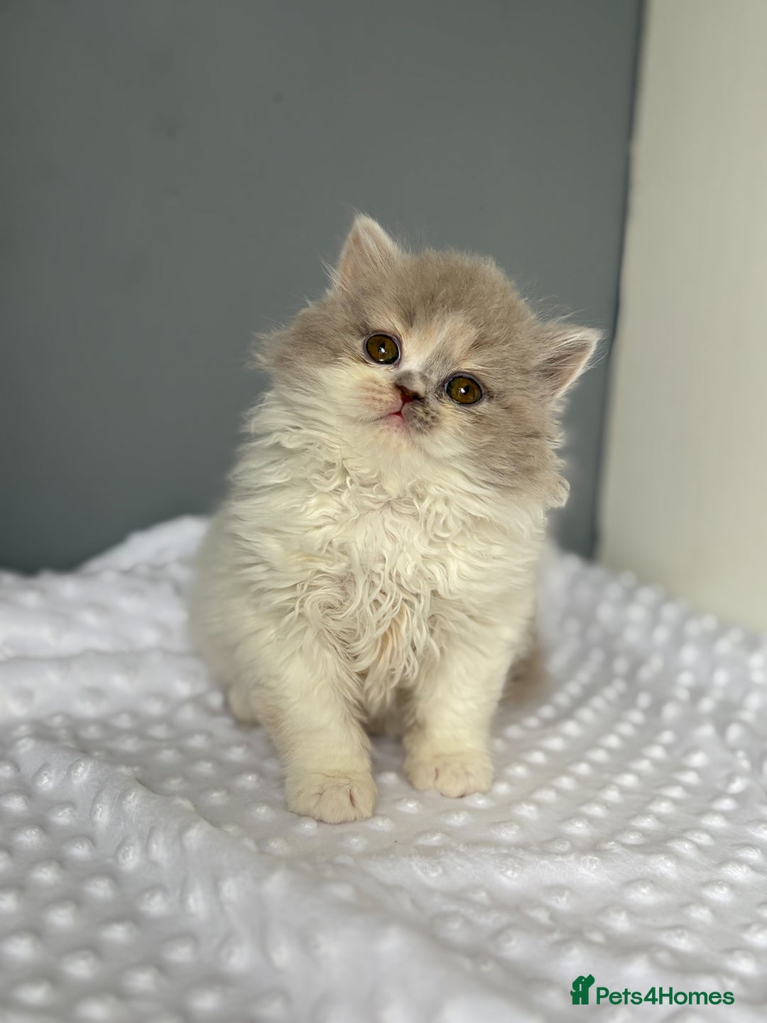 British Longhair cats for sale: Gccf registered Beautiful lilac tortie and white  - Advert 3