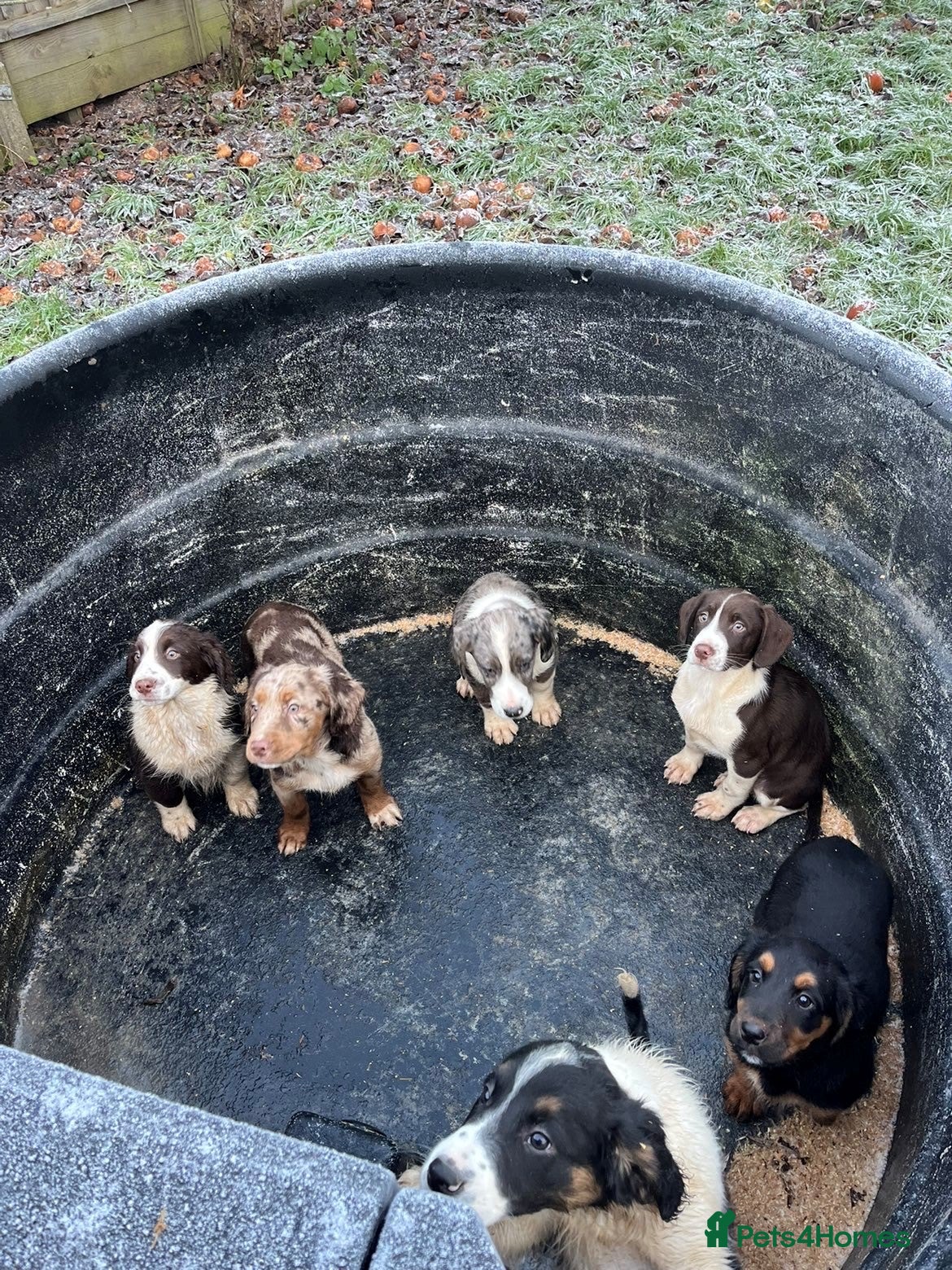 Mixed Breed dogs Border Collie x Cocker spaniel Pups  - Advert 3