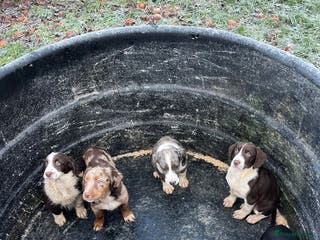 Mixed Breed dogs Border Collie x Cocker spaniel Pups - Advert 1