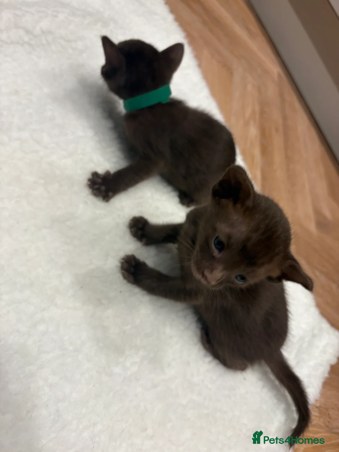 Oriental cats for sale: Chocolate Oriental Kittens  - Advert 5