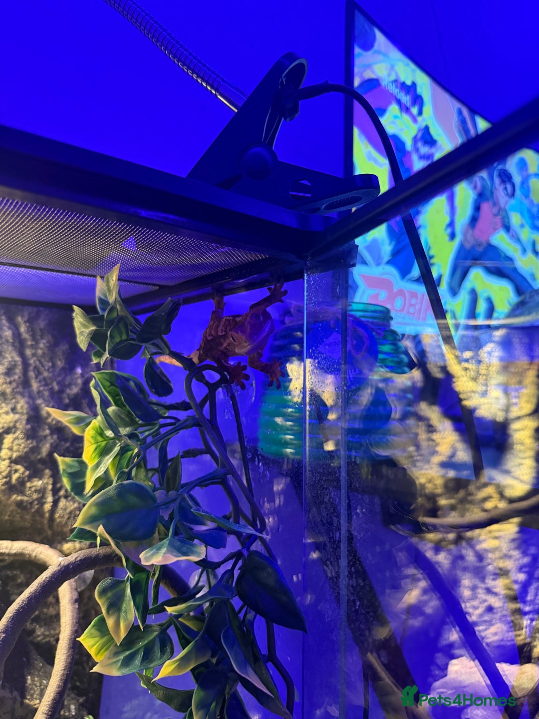 Gecko reptiles for sale: Crested Geko - Image 1