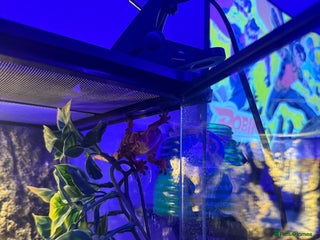 Gecko reptiles - Advert 37