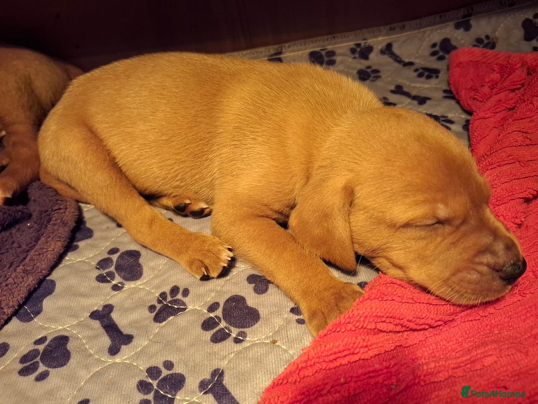 Mixed Breed dogs for sale: Vizla Labrador Puppies - Image 12