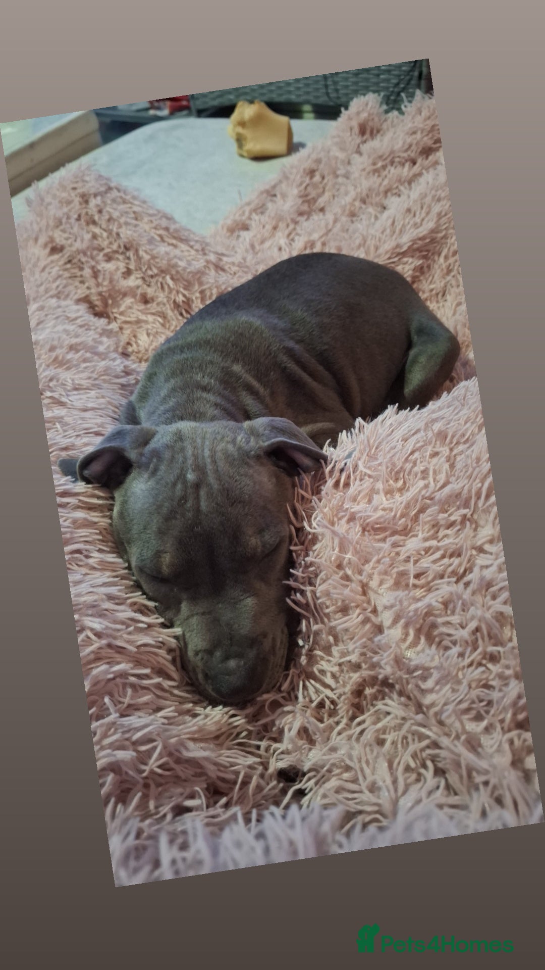 Staffordshire Bull Terrier dogs for sale: 1 girl for sale  - Image 3