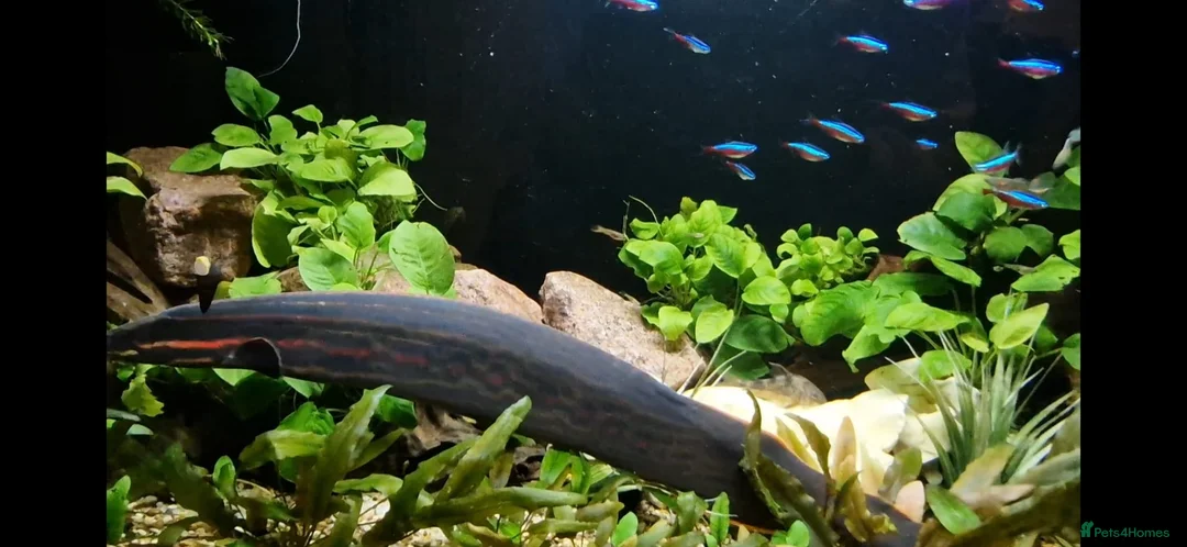 Other/Mixed Breed fish for sale:  PLEASE READ DESCRIPTION Various fish for sale - Advert 4