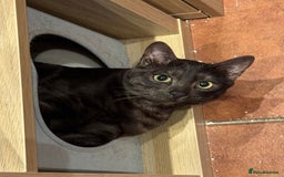 Bengal cats for sale: 2 Bengals Boy Brothers 11 Months Old - Advert 26