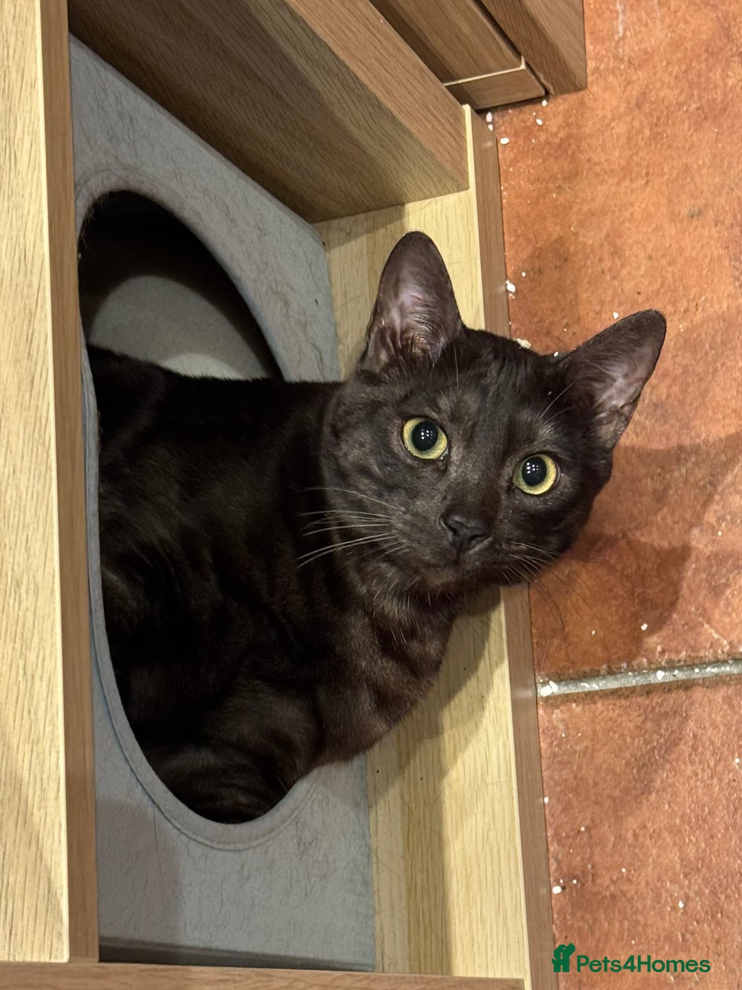 Bengal cats for sale: 2 Bengals Boy Brothers 11 Months Old - Advert 26