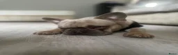 French Bulldog dogs for stud: Caesar  - Advert 6
