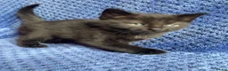 Mixed Breed cats for sale: Mainecoon kittys  - Advert 13