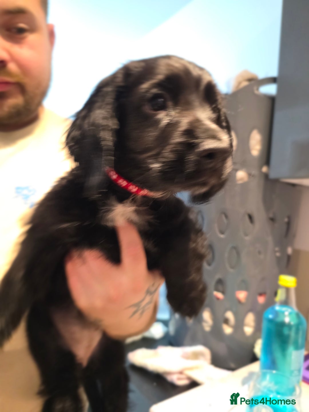 Cocker Spaniel dogs for sale: 1 left Working coker spaniel  - Advert 28