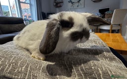 Mini Lop rabbits for sale: Mini Lop Babies ready to reserve - Image 9