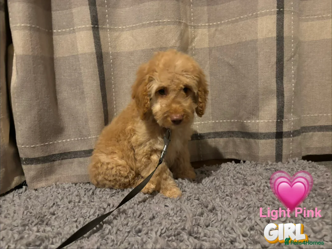 Cockapoo dogs for sale: 🐶8 Beautiful Cockapoo puppies🐶 - Advert 7