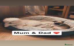 Mixed Breed dogs for sale: Beautiful Pug × Bichon Frise Puppies – Ready 08/12 - Advert 17