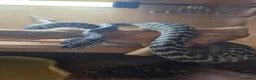 Python Snake reptiles for sale: Coastal carpet python  - Advert 3