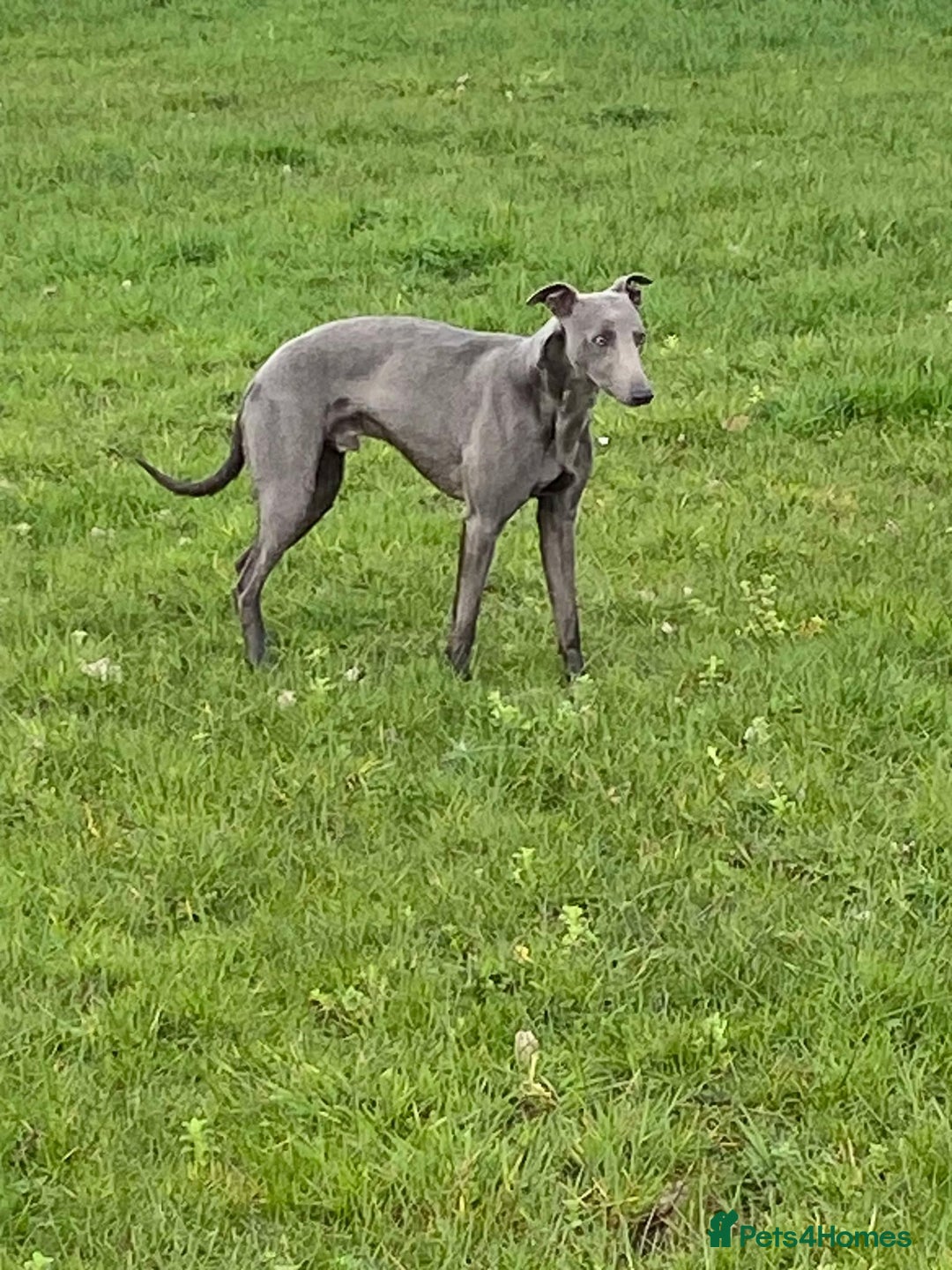 Mixed Breed dogs for sale: Beautiful Saluki x Whippet puppies - Advert 35