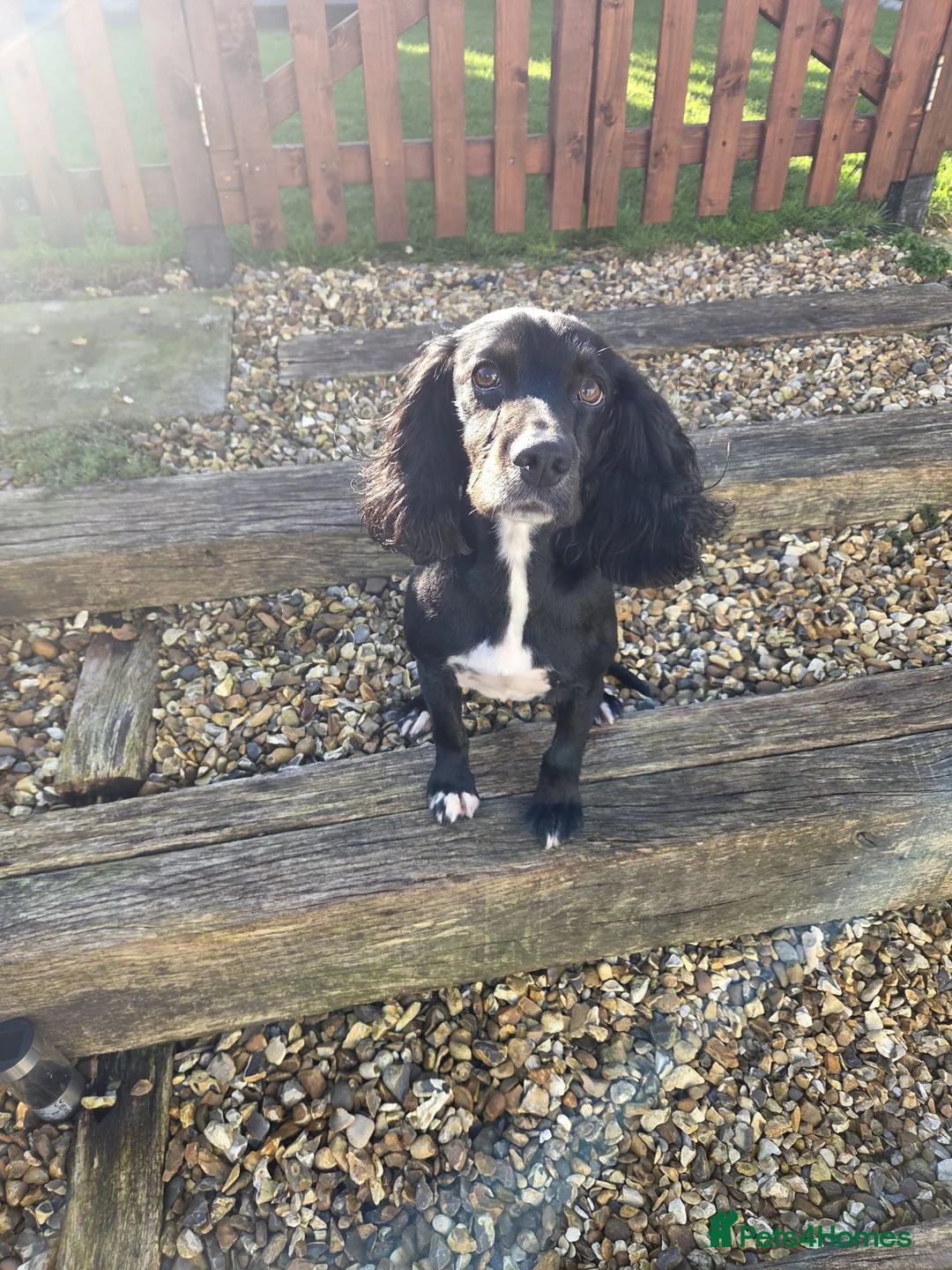 Cocker Spaniel dogs for sale: Cocker spaniel 4 years old  in Wrexham - Advert 1